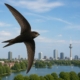 AI-gegenereerd beeld van een gierzwaluw boven de Kralingse Plas.